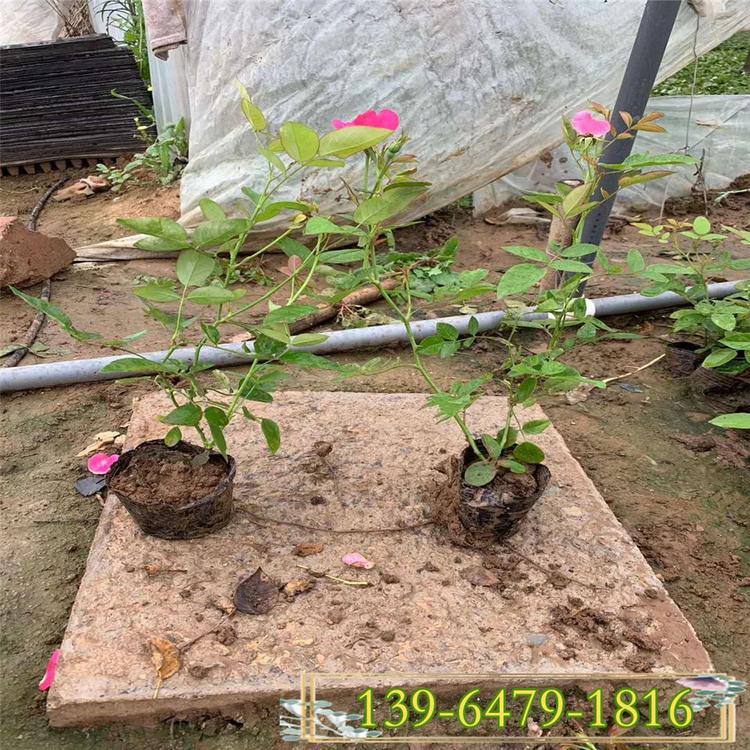 丰花月季小苗基地 丰花月季开花时间 开花多的丰花月季图片