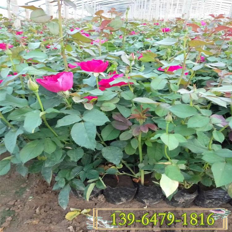青州丰花月季小苗基地 丰花月季开花时间 丰花月季营养袋苗