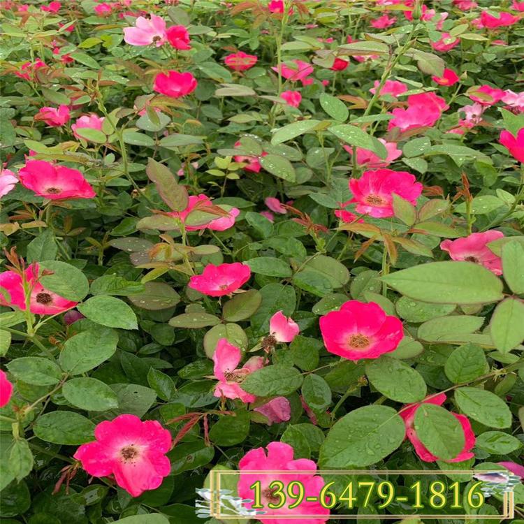 花圃供应35公分高度丰花月季绿化苗  蔷薇月季丰花月季大杯苗