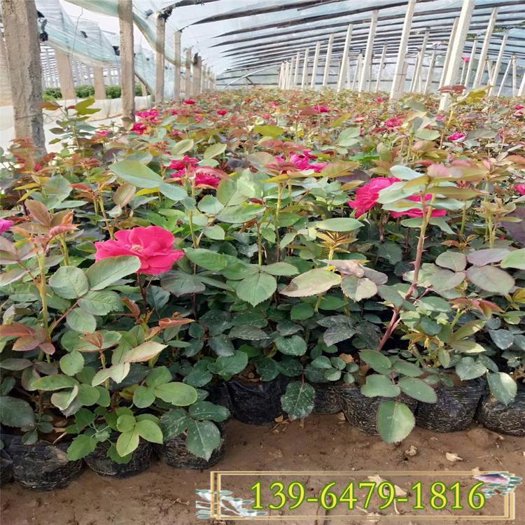 圃供应30-50公分高度丰花月季  蔷薇月季丰花月季