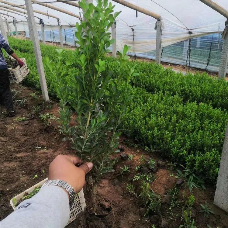 黄杨树苗 黄杨大量批发 青州绿化苗木基地