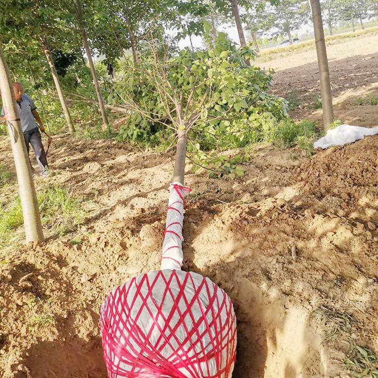 25公分金丝楸树 畅春楸树种植基地 花色淡雅 吸尘净化空气 
