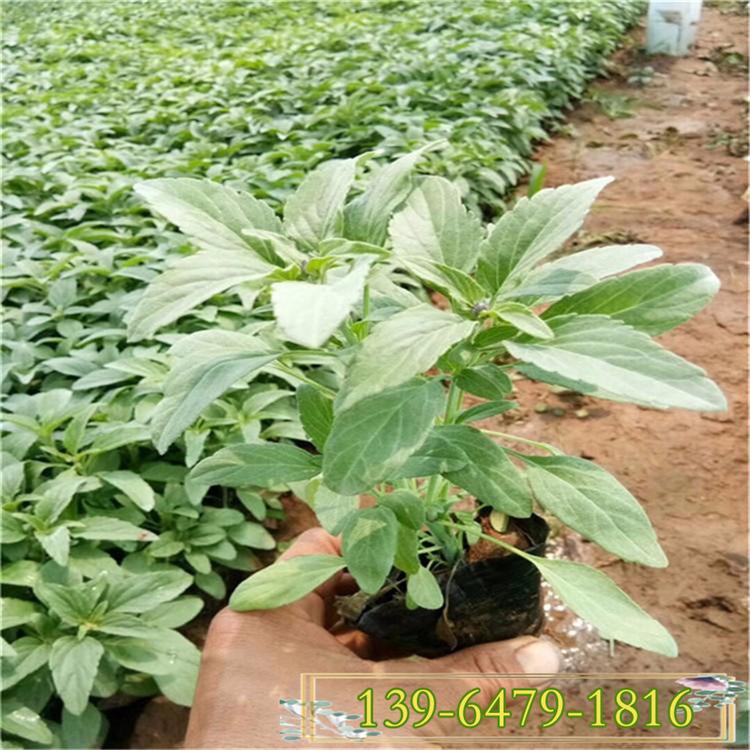 基地批发一二年生草花蓝花鼠尾草   兰花鼠尾草价格