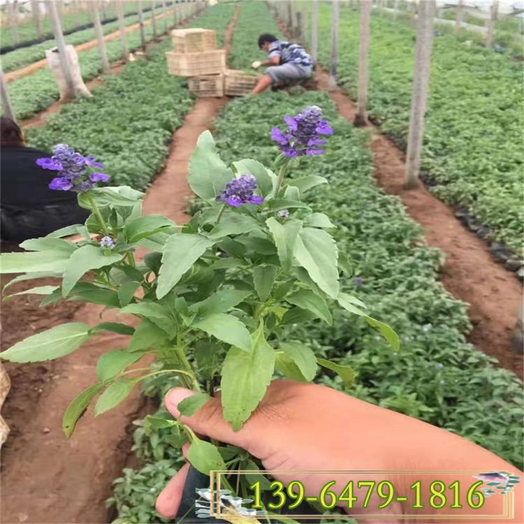 兰花鼠尾草是草本植物 墨西哥鼠尾草 草花鼠尾草图片