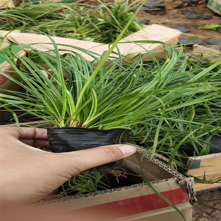 崂峪苔草供应