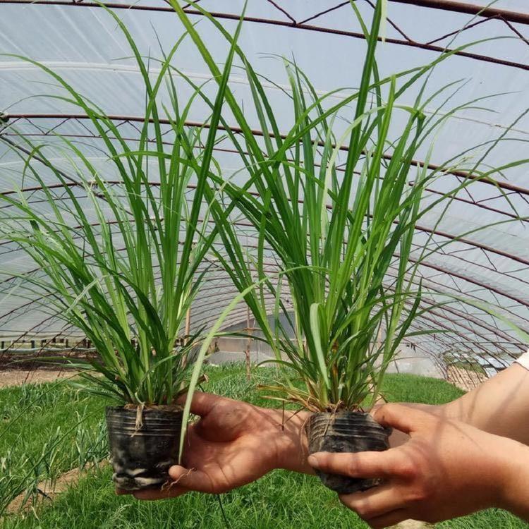 青绿苔草