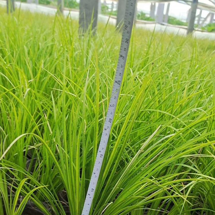 金叶石菖蒲价格  青岛金叶石菖蒲专供   新疆草花直供