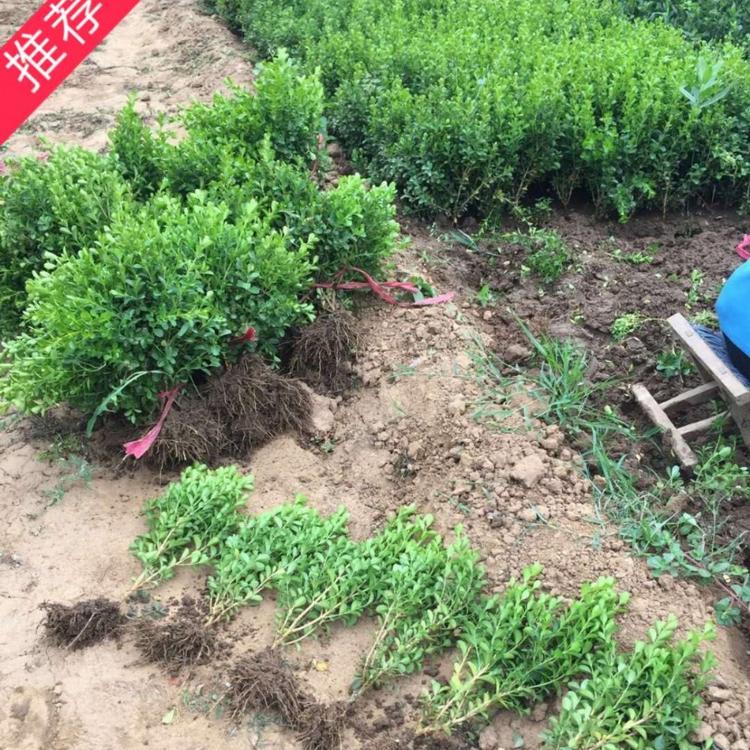 供应优质瓜子黄杨  瓜子黄杨价格  绿化工程苗  绿化小苗  小涵花卉