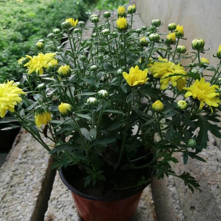 供应优质国庆菊   绿化工程苗  国庆节热销  绿化租摆  小涵花卉
