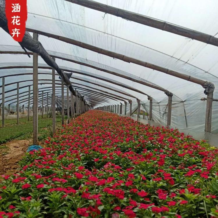青州供应优质天天开   优质长春花自产自销  小涵花卉  花卉批发租摆  青州草花