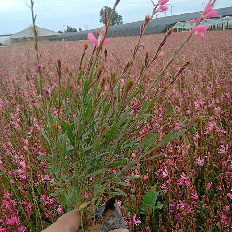 庭院花卉 宿根类花卉 山桃草销售