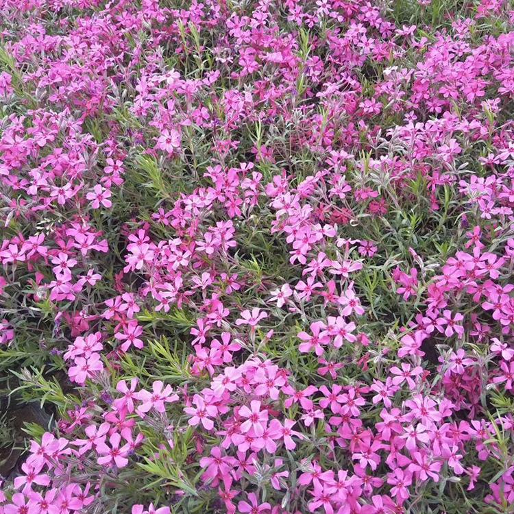 价格从优 芝樱营养杯 芝樱基地