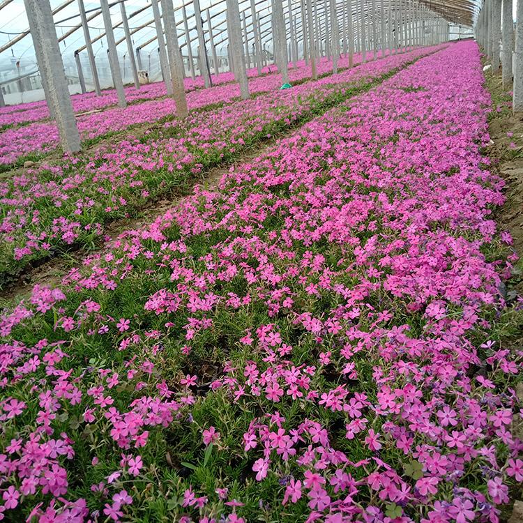 芝樱培育基地 花农自营 青州宿根花卉 芝樱营养杯