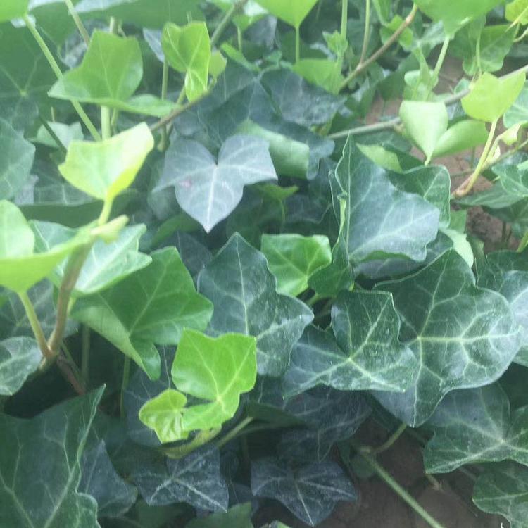 攀爬植物常青藤价格  常春藤价格  常青藤树苗销售