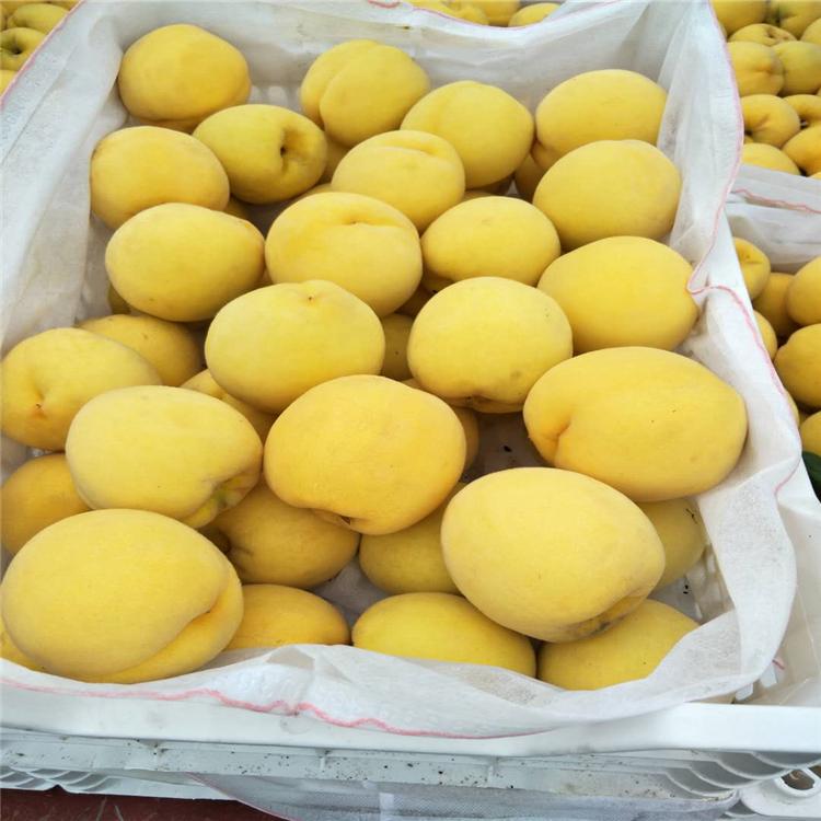 仓方早生桃树苗工程苗基地农户自销 桃树苗直销一手货
