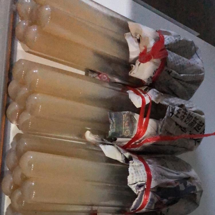 人工种植羊肚菌菌种原种栽培种 菌厂直供 专注食用菌40余年优选六妹系列