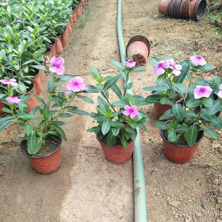 园林花坛植物   供应天天开  天天开苗圃供应