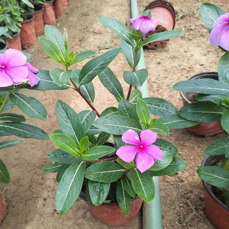 园林花坛植物   长春花出售  天天开苗圃供应