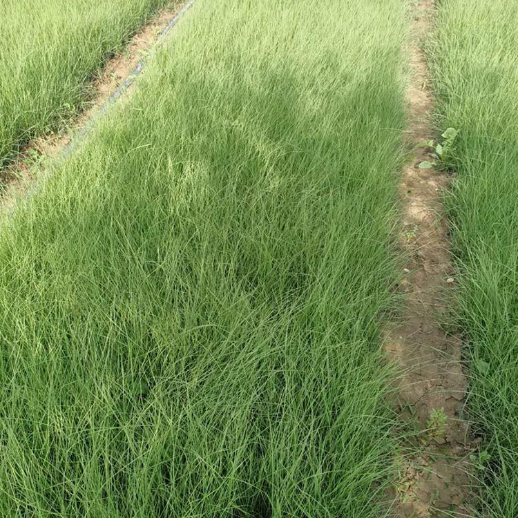 粉黛乱子草杯苗 草花培育基地 粉黛乱子草种植基地 多年生草本植物