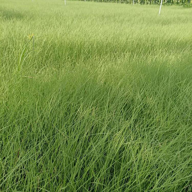 绿化用粉黛乱子草 草花培育基地 粉黛乱子草种植基地 森灏花卉苗木