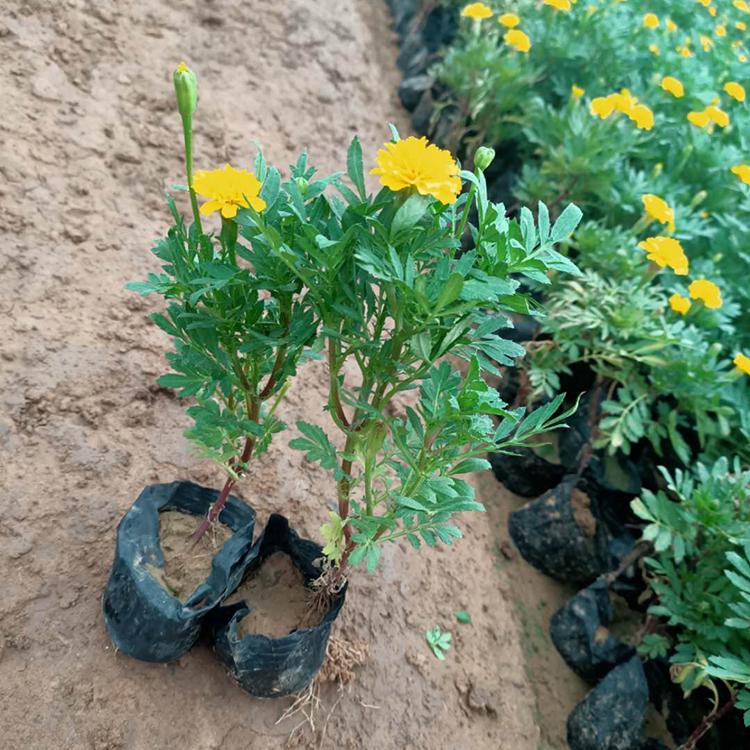 孔雀草价格 庭园栽培植物 青州孔雀草