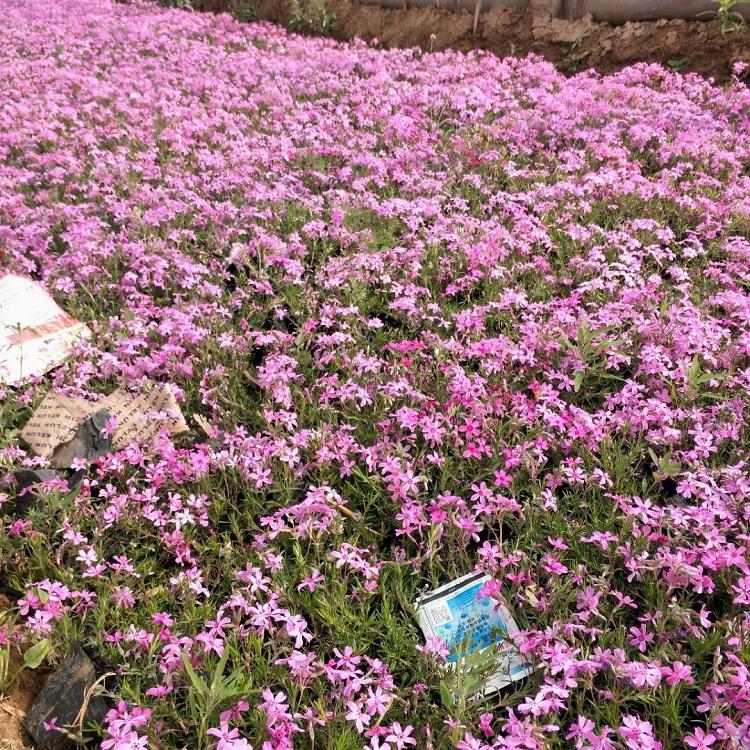 南美柳叶马鞭草  马鞭草价格  马鞭草花海工程苗