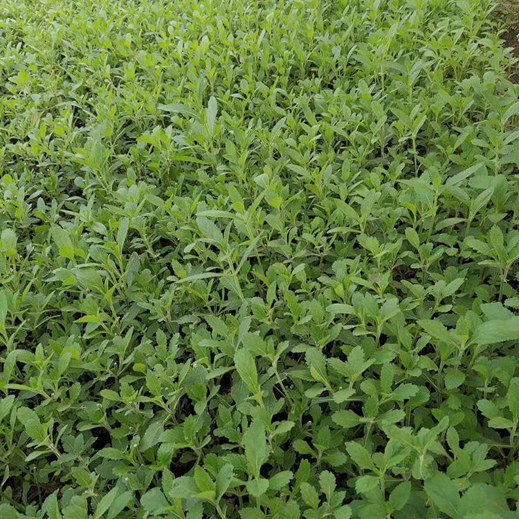 柳叶马鞭草 采购基地 青州草花 马鞭草销售