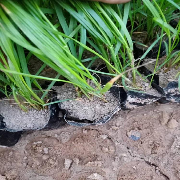基地直销狼尾草   狼尾草批发   紫叶狼尾草价格