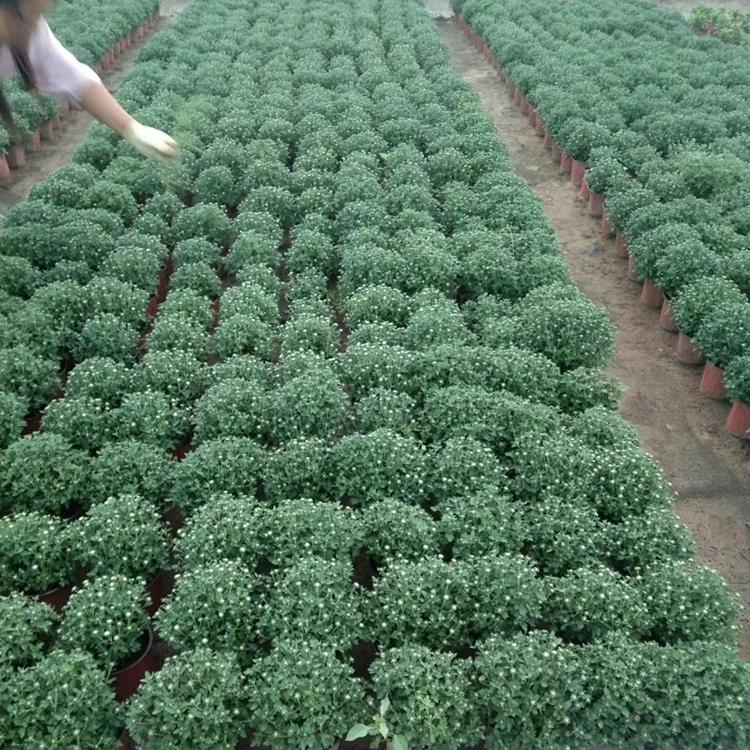基地直销 千头菊 千头菊盆栽 双色盆千头菊