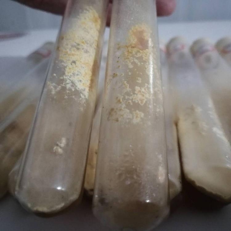 人工种植黑皮鸡枞菌包 菌厂直供 产量高 提供种植技术和食用菌大棚