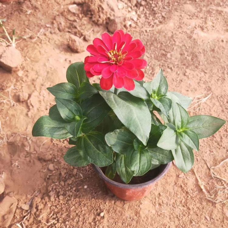 百日草批发基地 慧帆花卉苗木  百日菊小苗