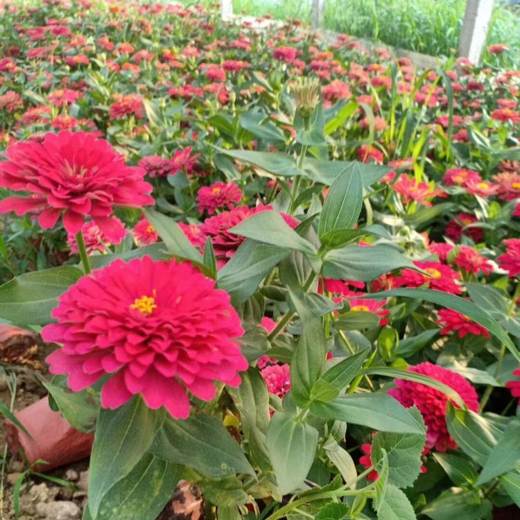 百日草租摆  花卉苗木批发  百日菊种植基地