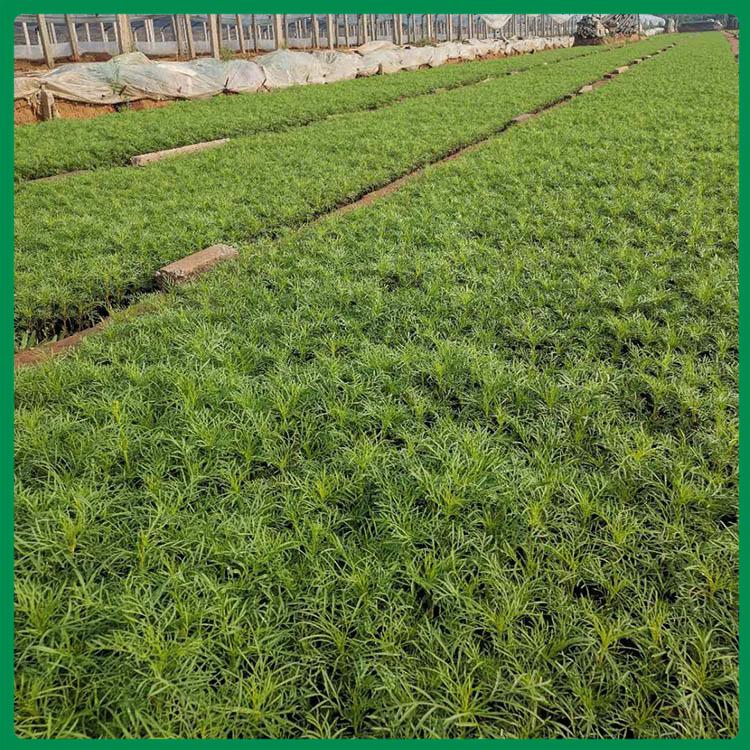 波斯菊供应 波斯菊价格 波斯菊批发报价