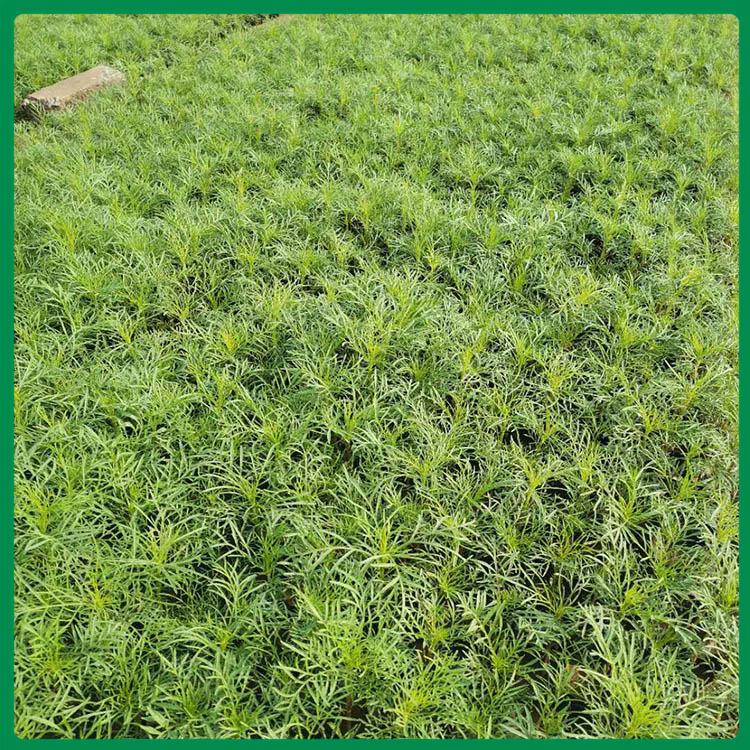 大量供应波斯菊 欢迎预定波斯菊小苗 山东波斯菊基地