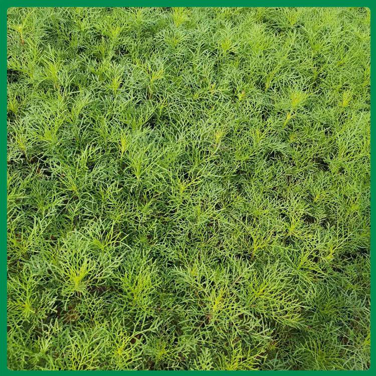 波斯菊供应 启景波斯菊 波斯菊培育基地