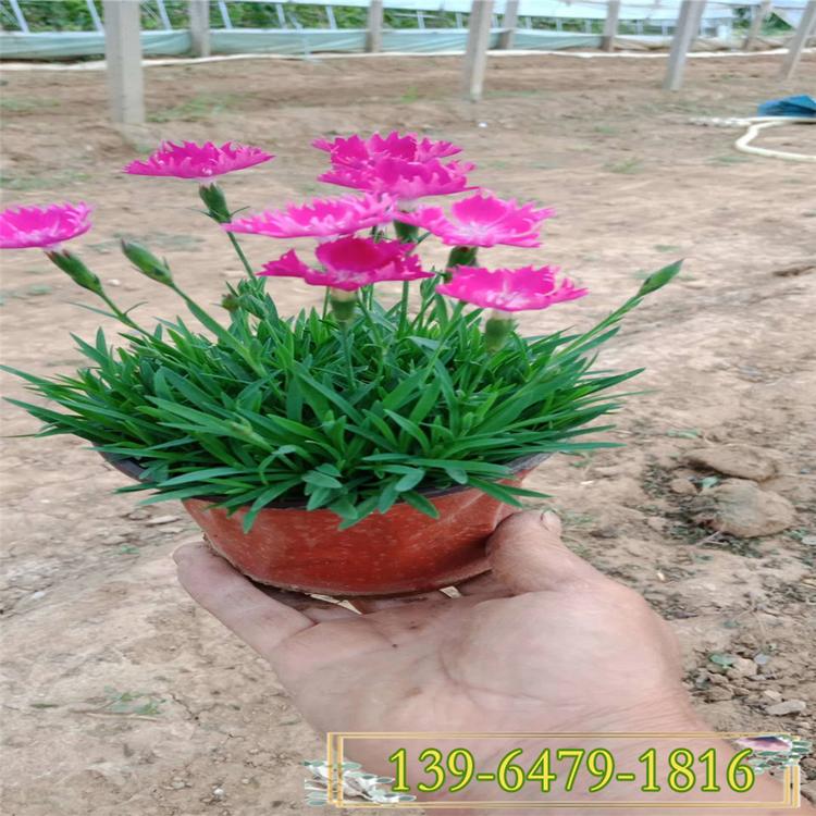 欧石竹花海效果 欧石竹是耐寒植物 欧石竹每平方价格