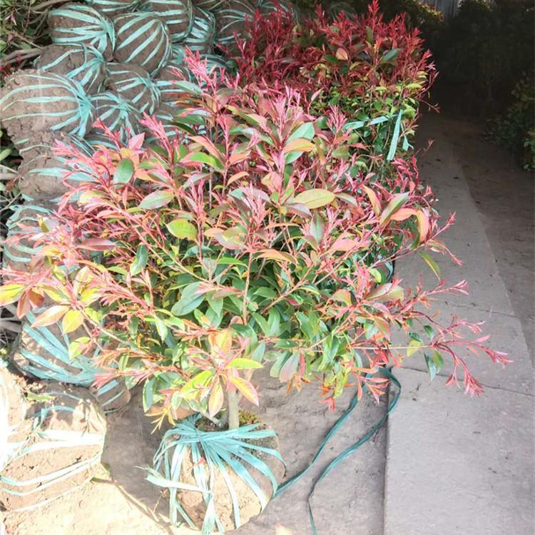 红叶石楠球