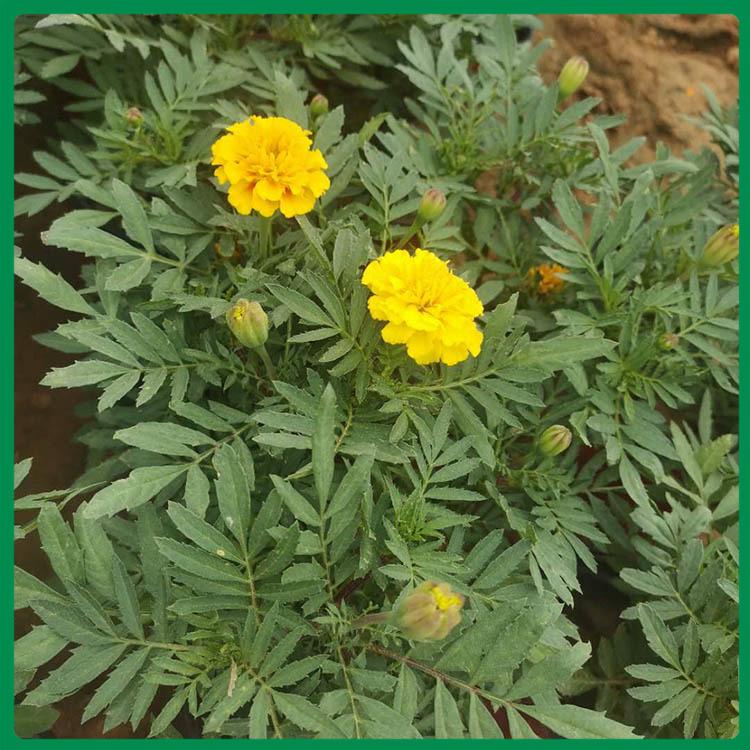 租摆用孔雀草 孔雀草预定 直销 潍坊孔雀草行情