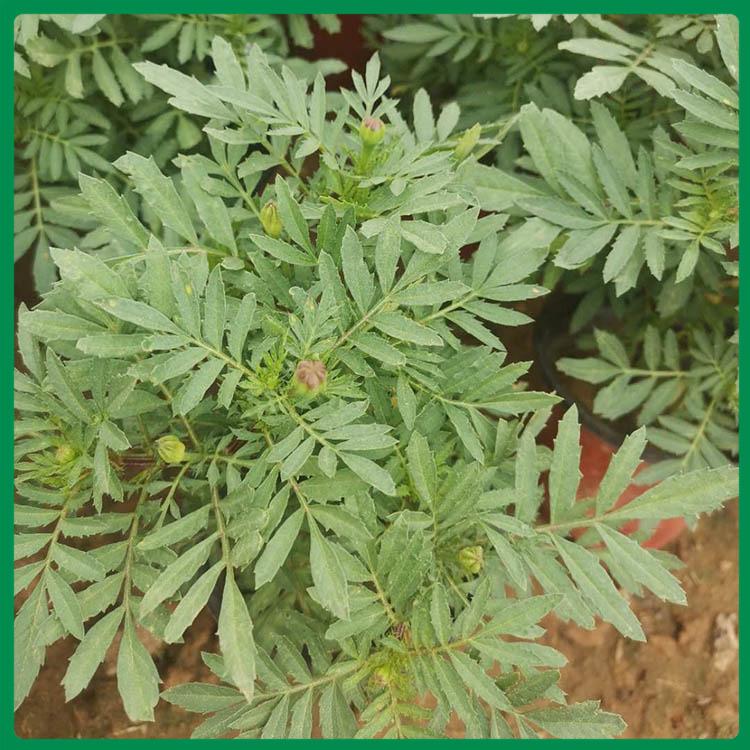租摆用孔雀草 孔雀草花苗 批售 青州孔雀草批发商