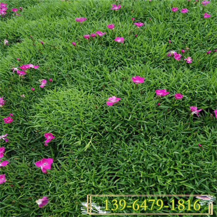 欧石竹做草坪活几年 可以代替草坪的植物 耐寒地被草花欧石竹的寿命