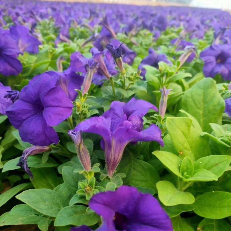 牵牛价格    牵牛租摆   草花直供   河北牵牛直供