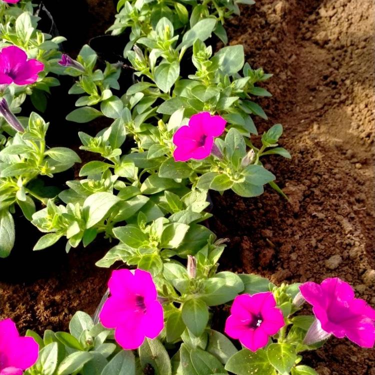 碧冬茄价格   碧冬茄批发   草花基地直供   北京草花直供
