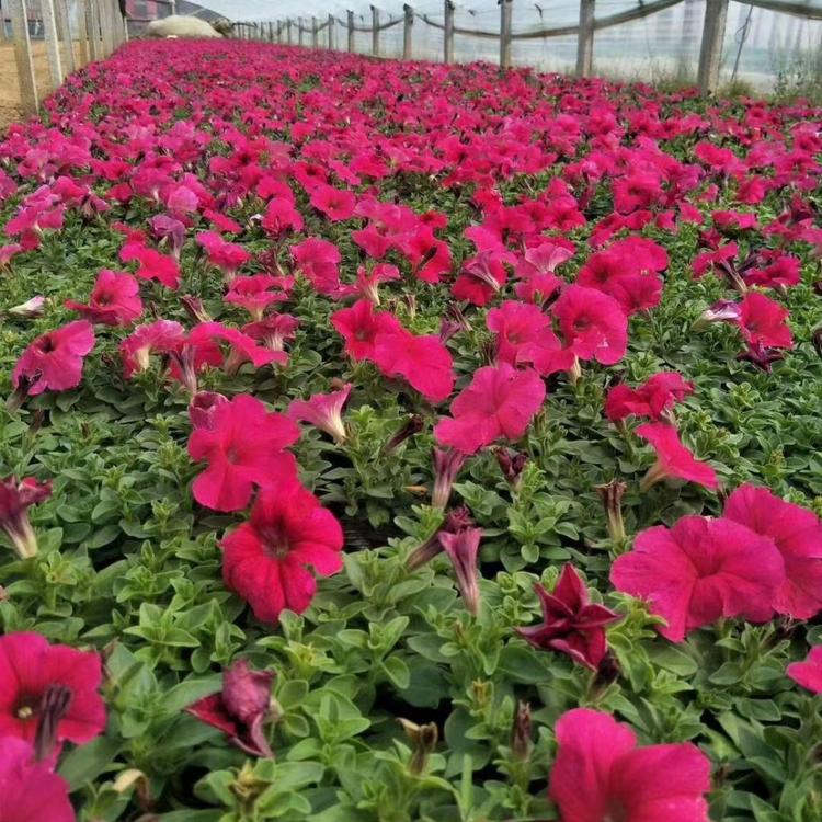 矮牵牛基地  垂钓牵牛批发  天津草花直供   草花价格