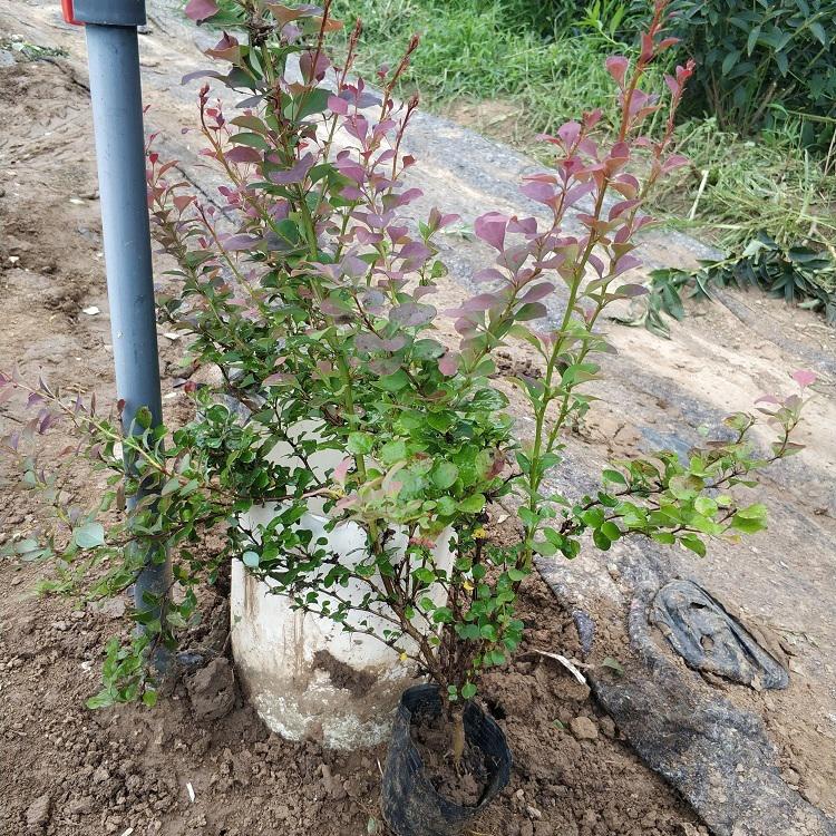 红叶小檗 落叶灌木紫叶小檗基地直销 顺和花卉