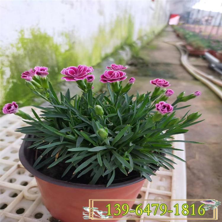 初吻欧石竹 青州初吻欧石竹基地 山东彩诺欧石竹种植基地