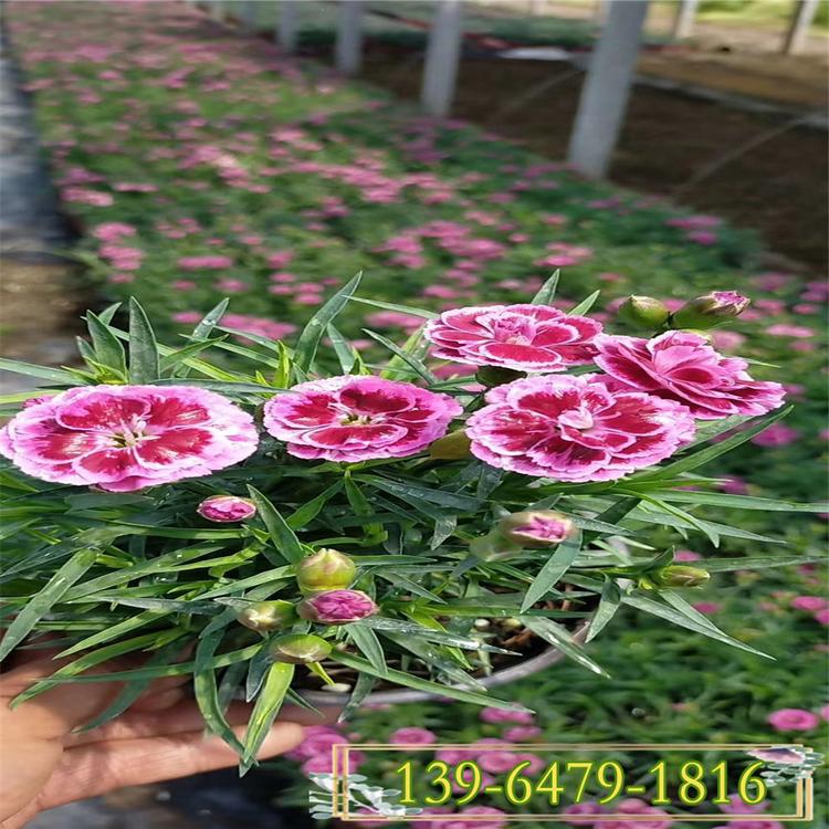 植物墙用花初吻欧石竹绿化苗 文旅开花草坪 初吻欧石竹绿墙装饰