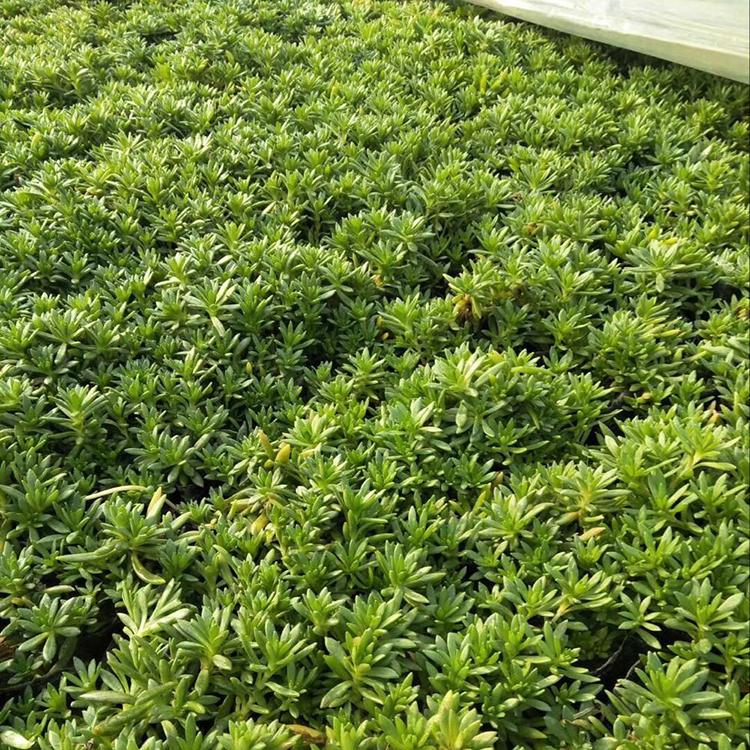 佛甲草报价 佛甲草小苗价格 佛甲草小苗培育基地