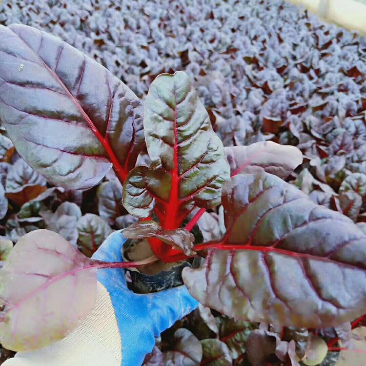 观叶红叶甜菜 红叶甜菜种植基地 大量供应红叶甜菜