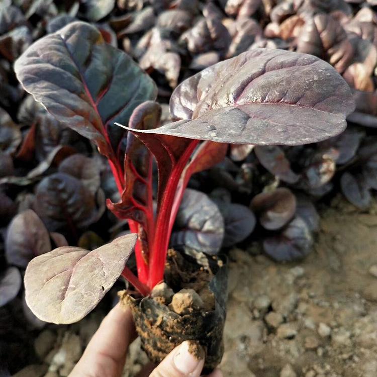 销量好红叶甜菜 红叶甜菜种植基地 红叶甜菜小苗直销