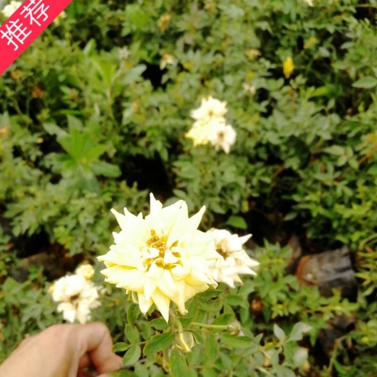 基地供应优质月季  各种月季供应 丰花月季 小涵花卉   丰花多色月季批发价格